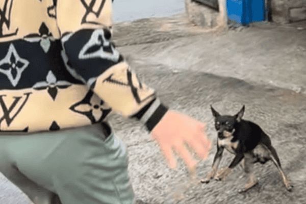 Garoto encara husky sem medo, mas leva susto de pequeno pinscher