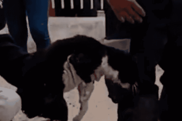 Gata é resgatada após passar três dias presa dentro de cano no Espírito Santo