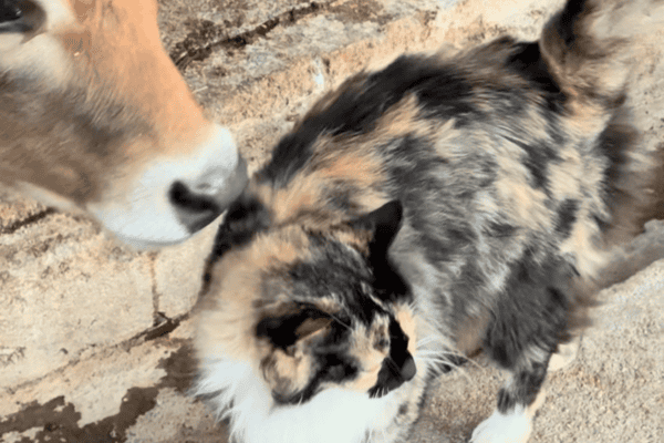 Interação fofa entre bezerros e gatinho encanta internautas