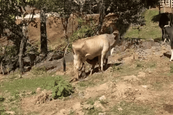 Leitão é flagrado mamando em vaca e vídeo desperta curiosidade nas redes sociais