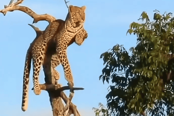 Leopardo é flagrado admirando pôr do sol do alto de árvore na África