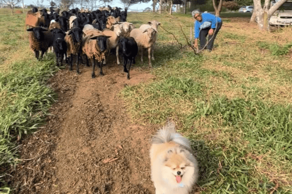 Lulu da Pomerânia lidera rebanho de ovelhas e cena viraliza nas redes sociais