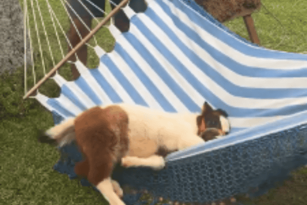 Mini cavalo aprende a subir sozinho em rede e conquista a internet