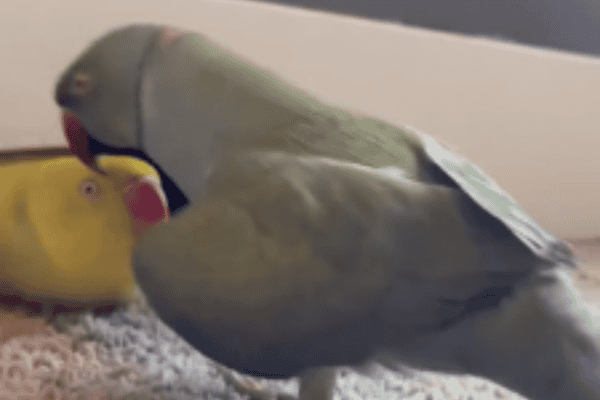 Papagaios protagonizam momento fofo e cena encanta internautas