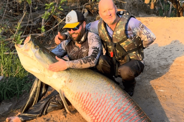 Pescador fisga pirarucu de 2,45 metros após viagem de 2.500 km