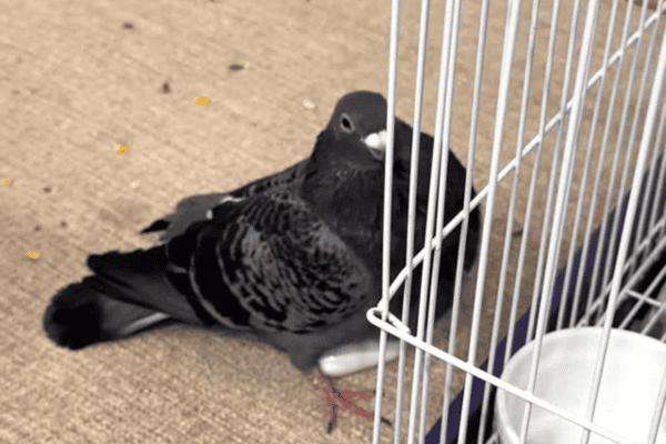 Pombo de estimação viraliza ao tentar chocar objeto inusitado como se fosse ovo