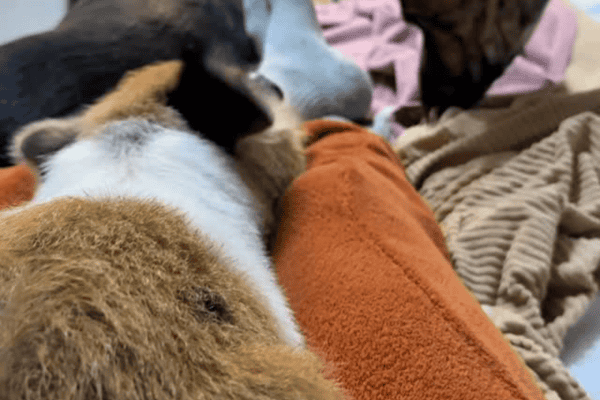 Porquinho imita cães da casa e solta “latido” ao ser acordado