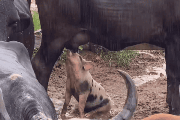 Porquinho mama em vaca e momento curioso chama atenção na internet