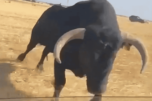 Touro ataca carro, fica com chifre preso em janela e assusta passageiros