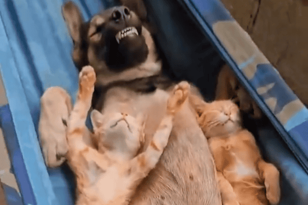 Vídeo fofo mostra filhotes de gato dormindo tranquilamente ao lado de um cachorro em uma rede