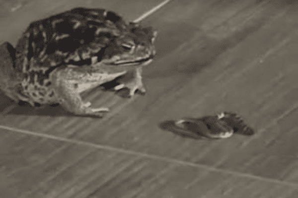 Vídeo impressiona ao mostrar sapo devorando uma cobra no interior de Minas