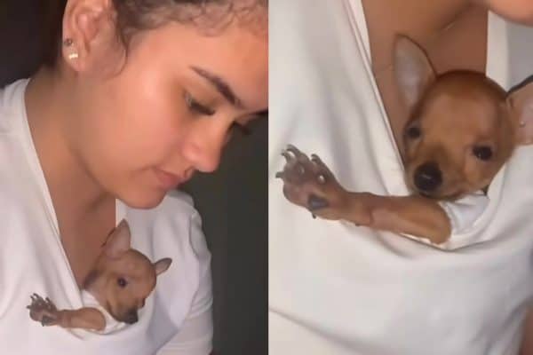 Cabe no bolso? Pinscher minúsculo viraliza ao aparecer dentro da camiseta da tutora