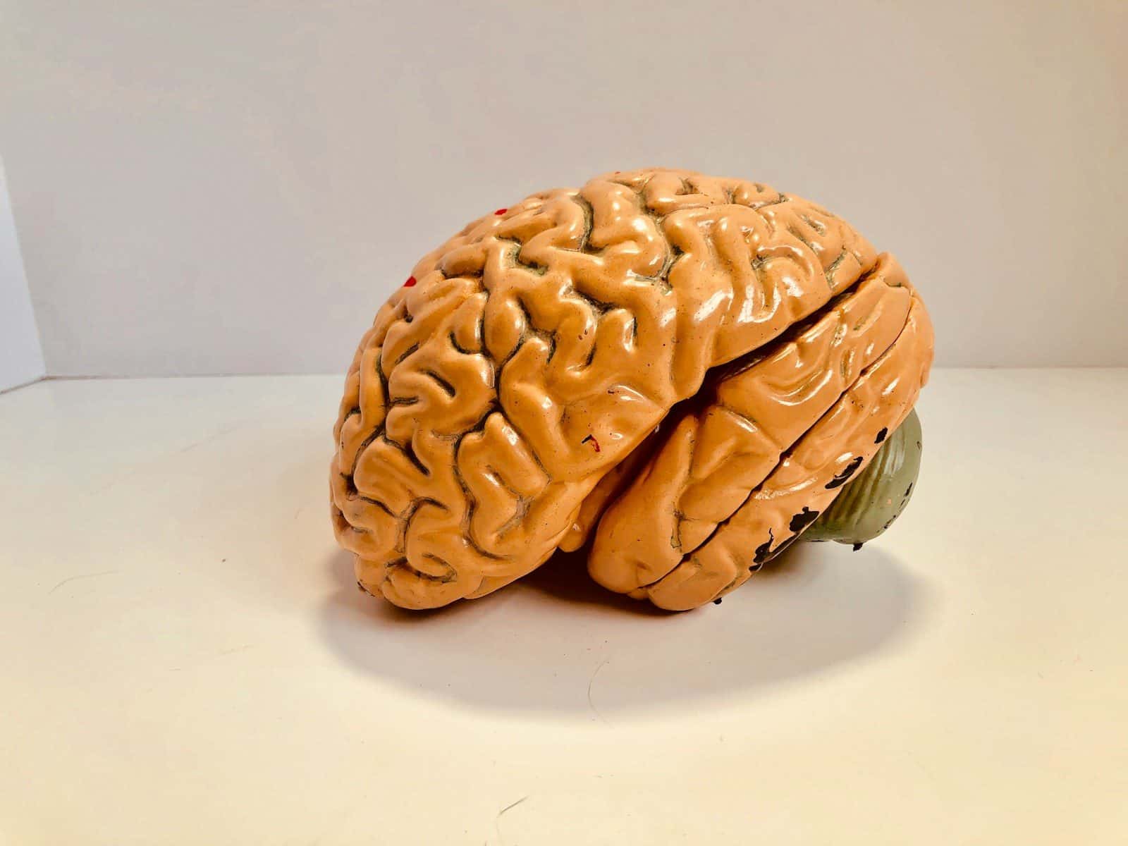 Pesquisa destaca a importância da prevenção para a saúde cognitiva. (Créditos: Unsplash / Natasha Connell)
