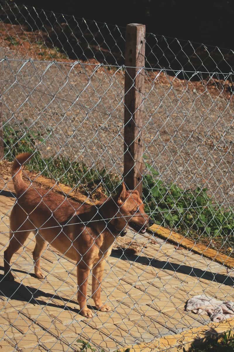 O caso comoveu milhares de pessoas pela atitude do animal em proteger sua tutora. (Créditos: Unsplash / Dante Candal)