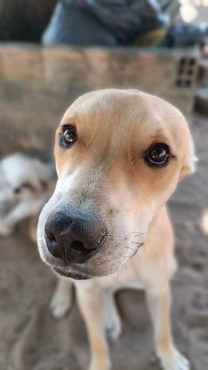 O atendimento veterinário foi fundamental para salvar a vida do animal. (Créditos: Unsplash / Dieny Portinanni)