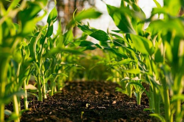 Agricultor segue conselho de IA e perde plantação inteira após erro que virou um prejuízo gigantesco