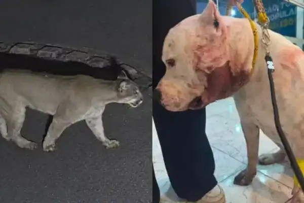 Pitbull enfrenta onça-parda para defender família em condomínio na Serra da Cantareira