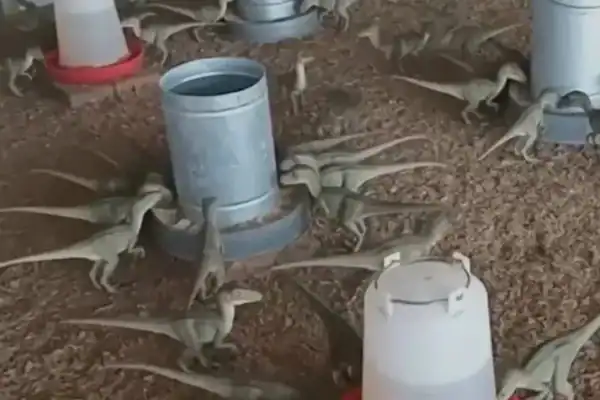 Dinossauros voltaram? Vídeo revela filhotes à venda por R$ 500