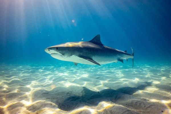 Moradores entram no mar para tirar fotos com tubarões e prefeito faz alerta preocupante