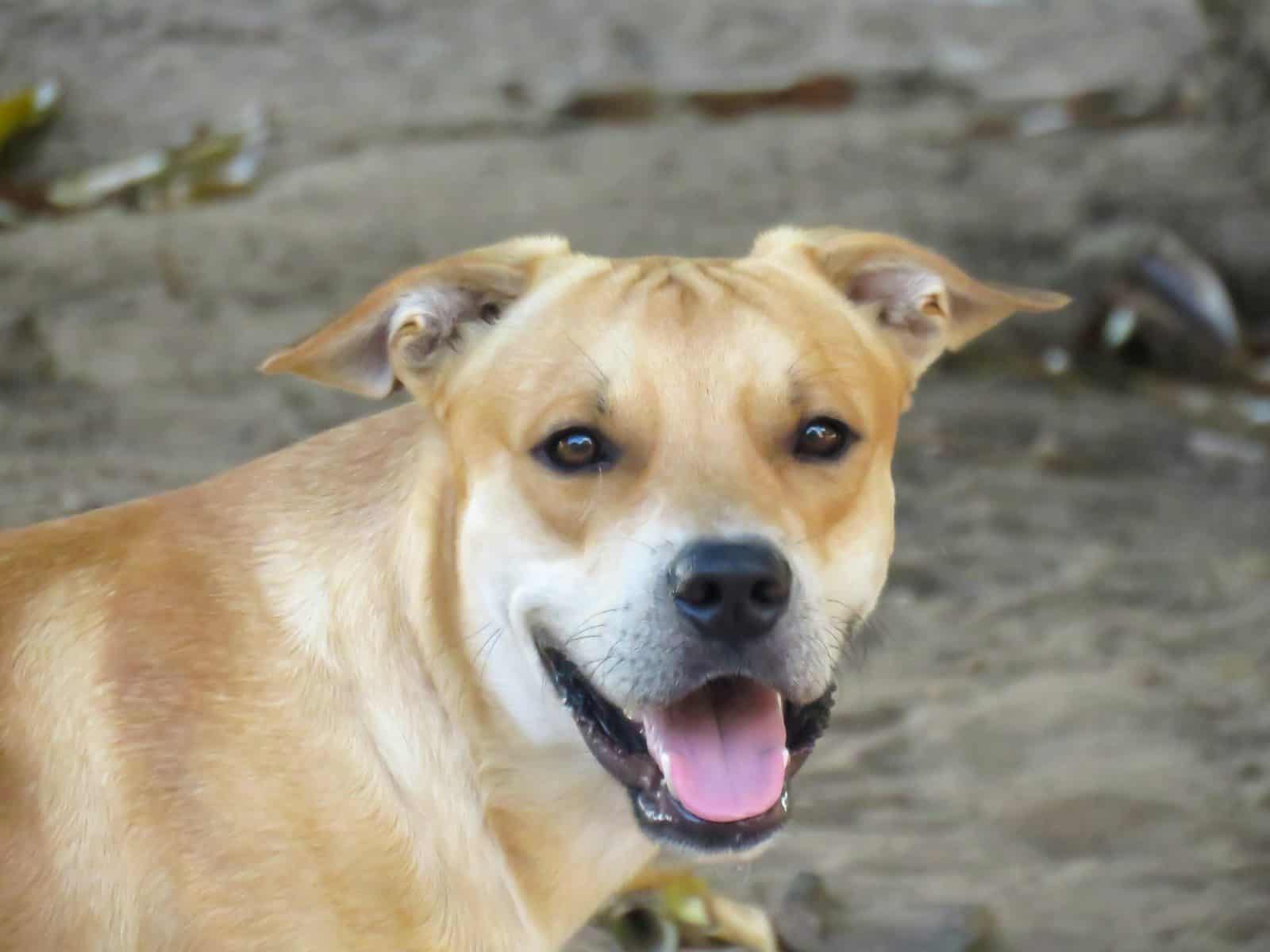 A recuperação do cachorro mobilizou uma grande corrente de solidariedade. (Créditos: Unsplash / Dieny Portinanni)