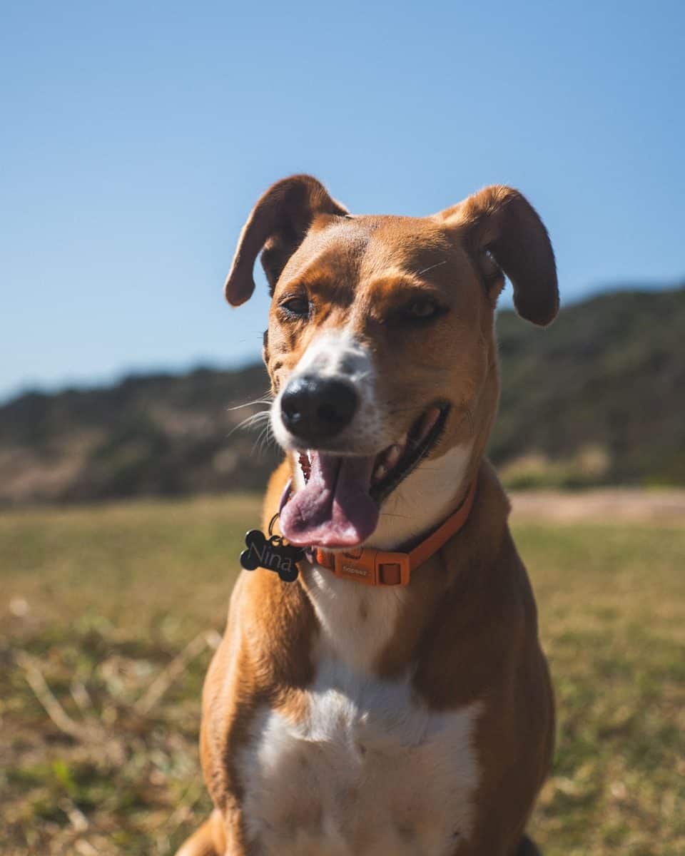 O episódio reforçou a forte ligação entre tutores e seus animais de estimação. (Créditos: Unsplash / Nando Martins)