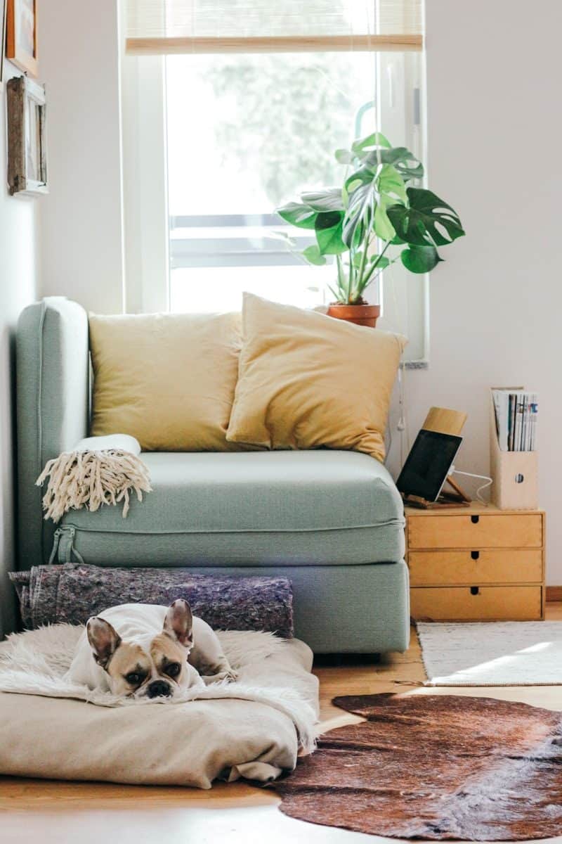 A French bulldog resting on a white faux fur bed near a light green armchair
