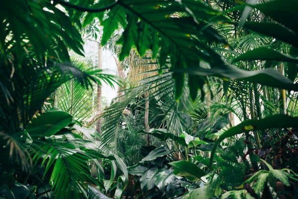 Estas 3 plantas podem transformar seu jardim em esconderijo para escorpiões