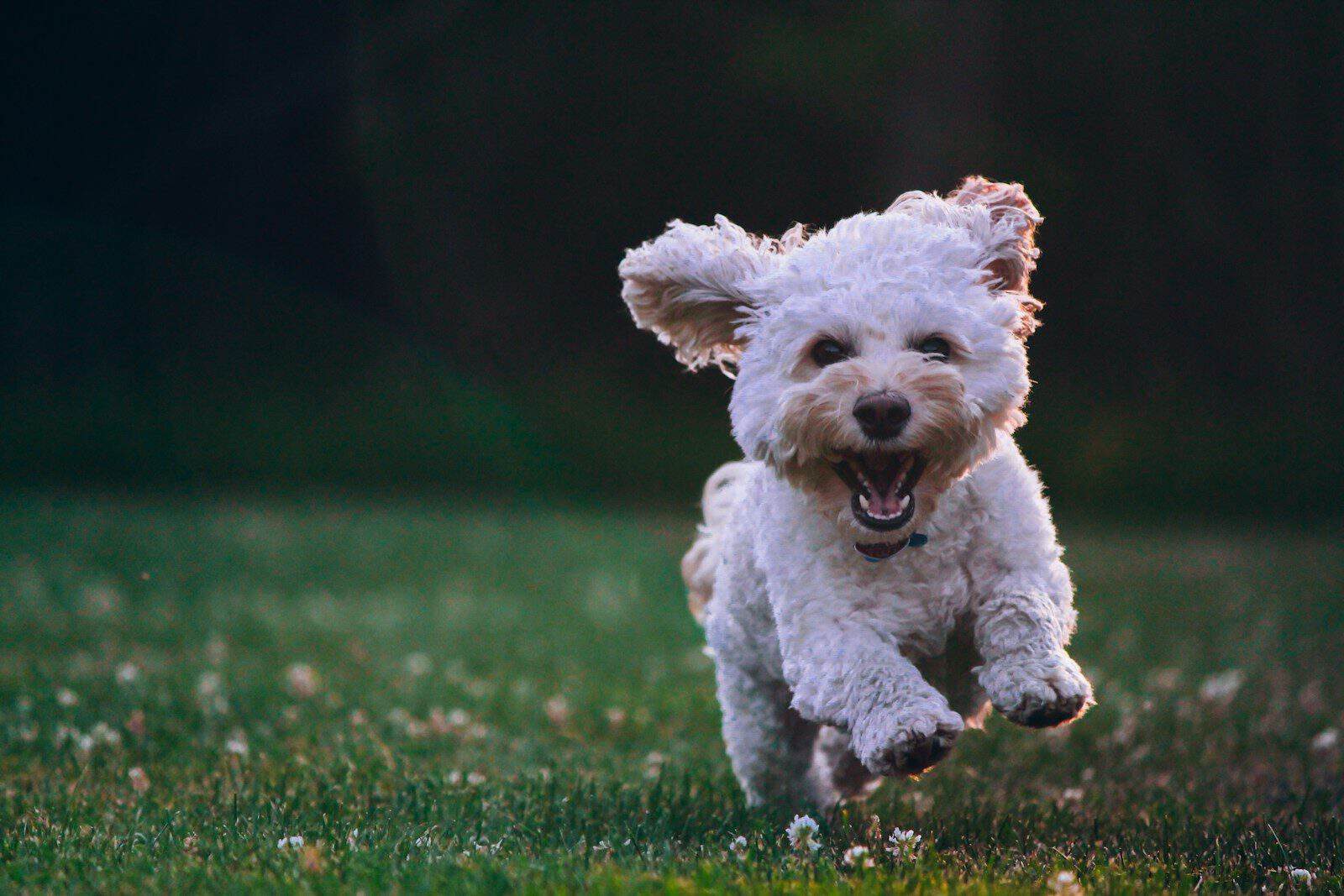 Animais domésticos estão no foco de uma proposta em análise no Congresso. (Créditos: Unsplash / Joe Caione)