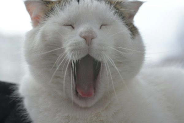 Seu gato abre a boca depois de sentir um cheiro? A verdade por trás da curiosa ‘cara de nojo’
