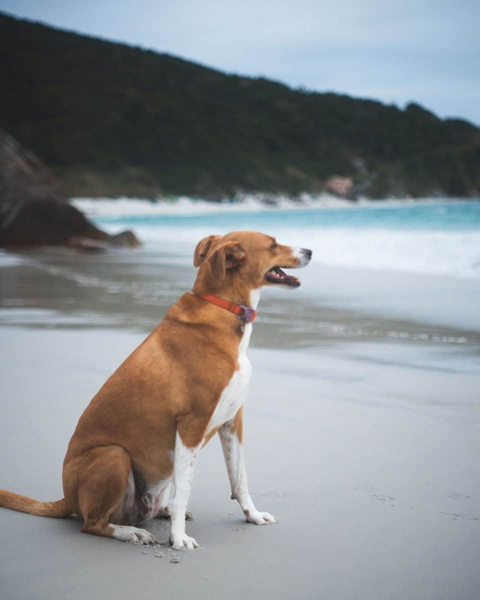 A investigação sobre o assalto continua enquanto o animal se recupera. (Créditos: Unsplash / Nando Martins)