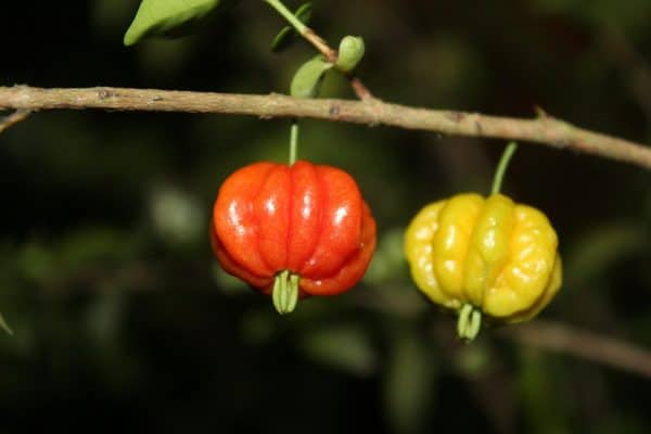 A pequena fruta brasileira que pode surpreender pelo impacto no fígado e na saúde do corpo