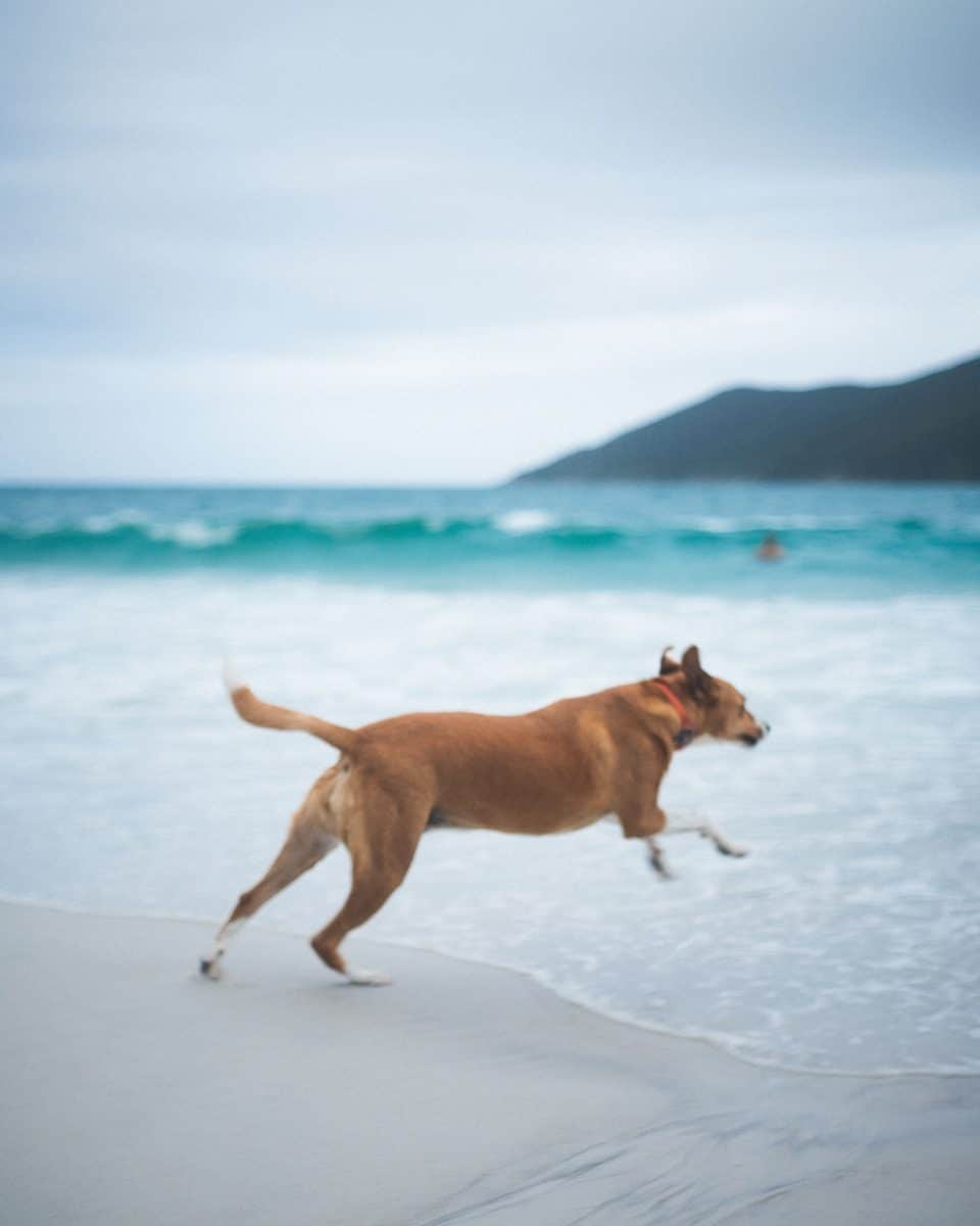 O episódio chamou atenção para a lealdade e o instinto de proteção dos cães. (Créditos: Unsplash / Nando Martins)