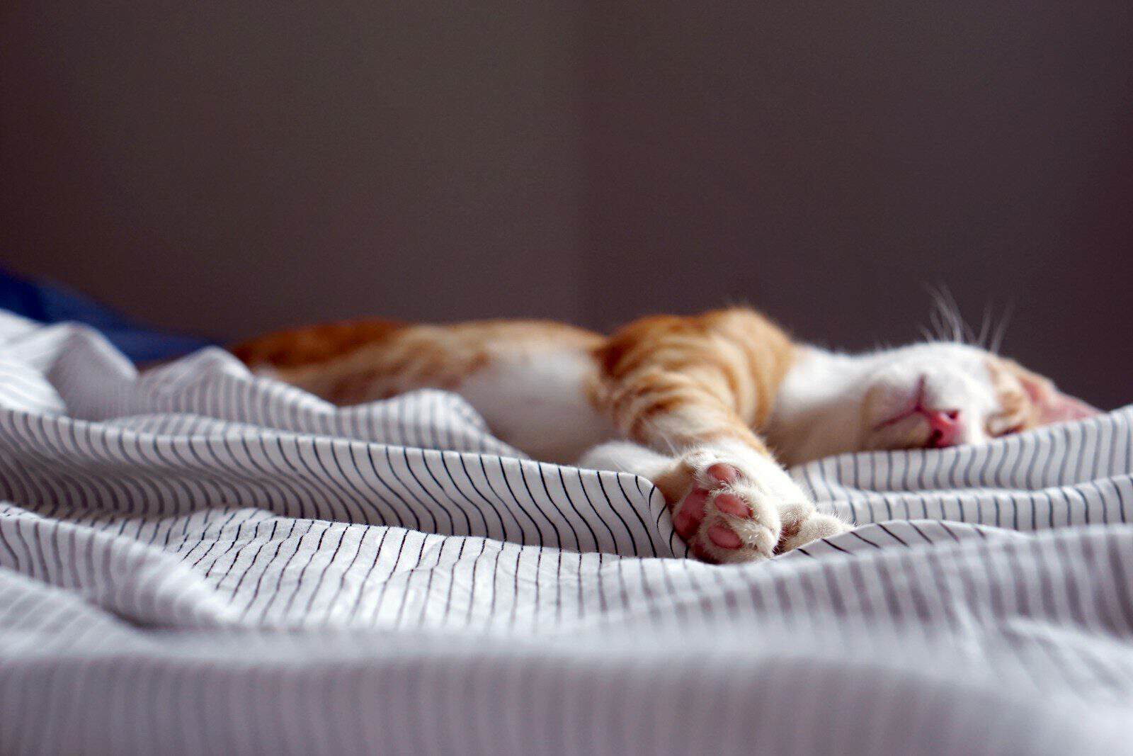 Dormir por alguns minutos durante o dia pode favorecer o desempenho mental (Créditos: Unsplash / Lauren Kay)