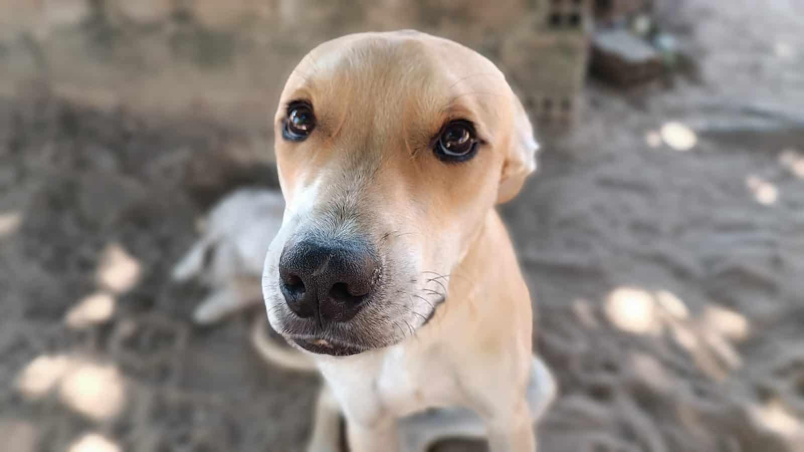 O cachorro segue em recuperação após passar por procedimentos cirúrgicos. (Créditos: Unsplash / Dieny Portinanni)