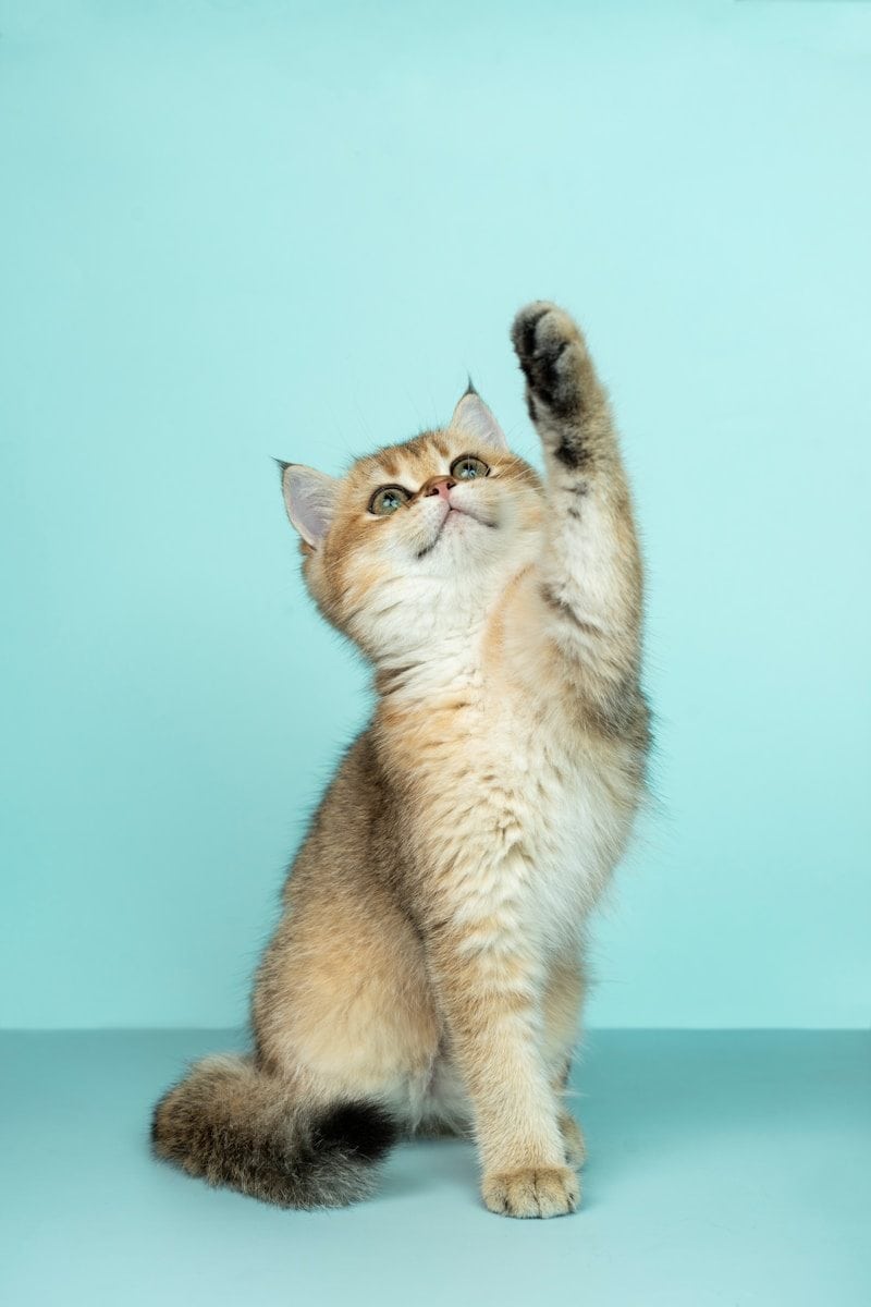 Custos para manter cães e gatos motivam discussão sobre deduções fiscais. (Créditos: Unsplash / Alvan Nee)