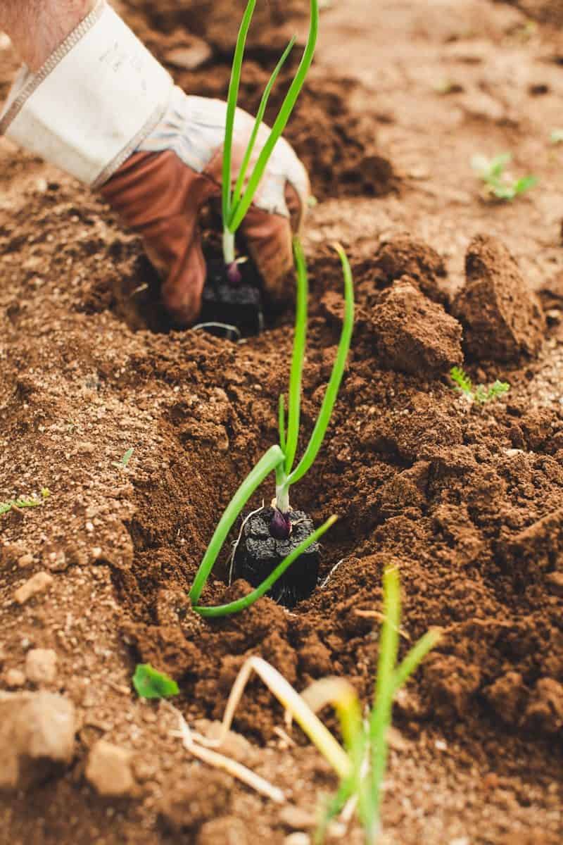 A person in work gloves planting onion seedlings into dark soil