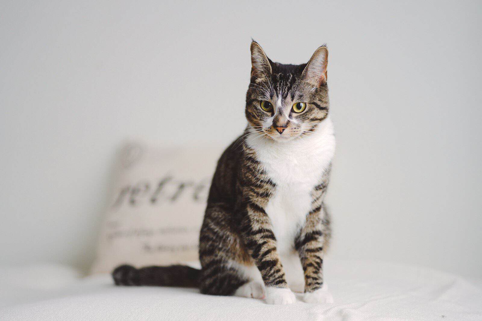 a cat sitting on top of a bed next to a pillow