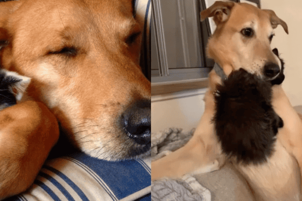 A história do cachorro caramelo que já acolheu mais de 200 gatinhos e virou “mãe” dos filhotes