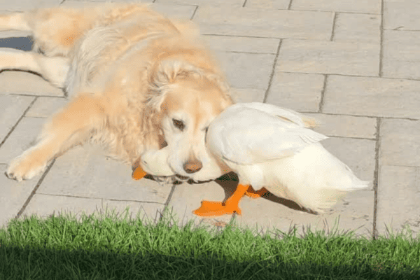 Amizade entre cão e pato encanta internautas