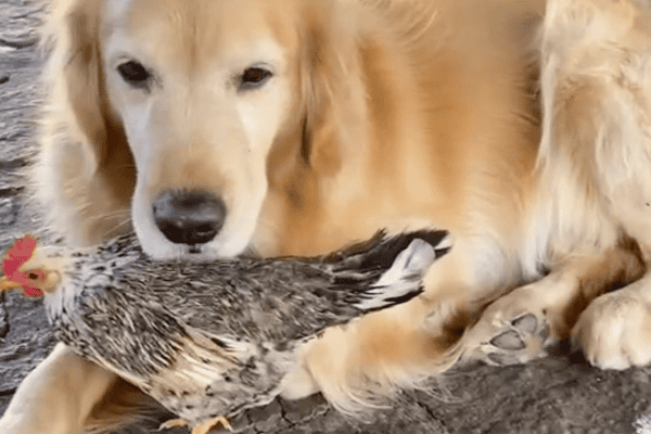 Cachorro e galinha mostram amizade improvável em vídeo que encanta internautas