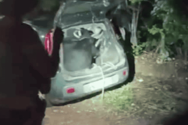 Boi furtado é encontrado dentro de porta-malas durante abordagem policial