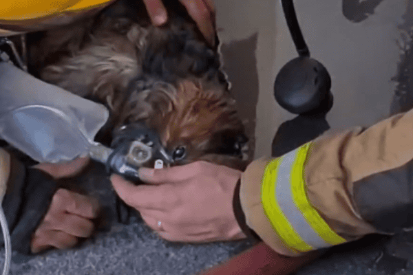 Cachorra é resgatada de incêndio e recebe oxigênio de bombeiros em Santa Catarina