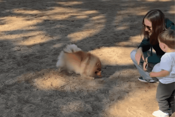Cachorrinha aborda pessoas na rua com bolinha na boca para brincar e encanta pela simpatia