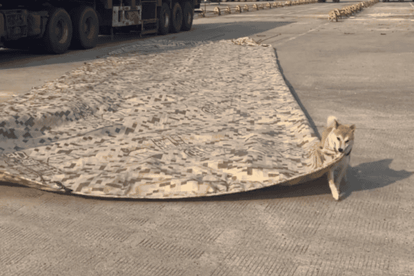 Cachorrinho “ajuda” a puxar lona de caminhão e cena viraliza