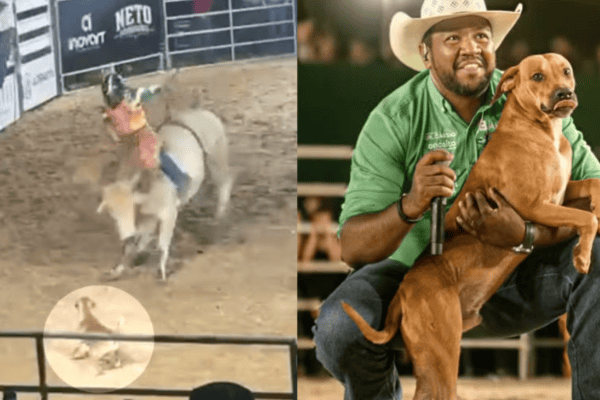 Cachorro caramelo invade arena de rodeio e encara touro sem demonstrar medo