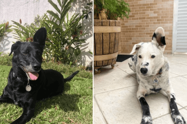 Cachorro com vitiligo viraliza e ganha apelido de “Buddy Jackson” nas redes sociais