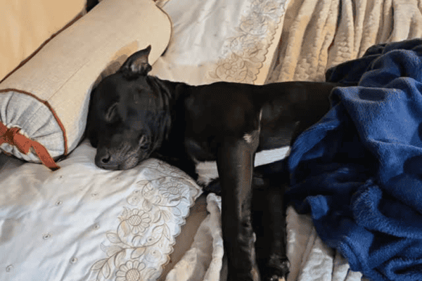 Cachorro de rua escolhe cama de exposição para dormir e ganha novo lar após viralizar