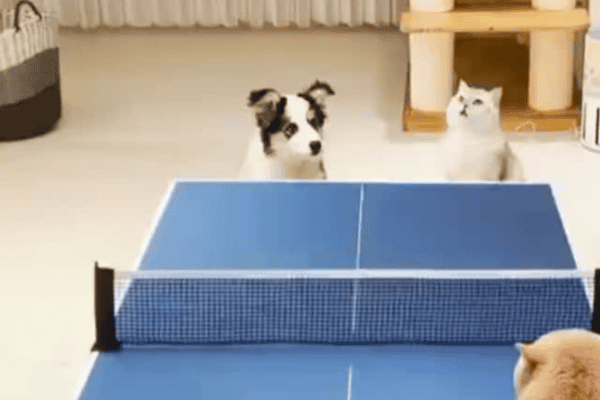 Cachorro e gatos protagonizam inusitada partida de pingue-pongue e vídeo viraliza