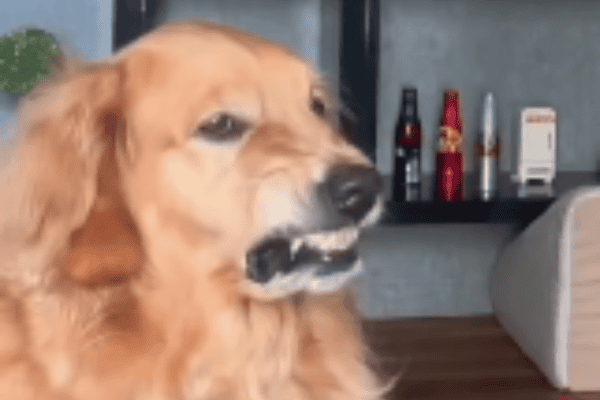 Cadela faz careta ao ouvir sobre segunda-feira e vídeo diverte internautas