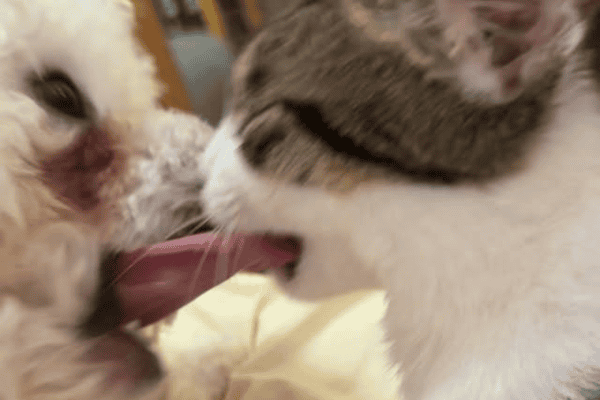 Cachorro tenta lamber gato e acaba levando mordida inesperada na língua